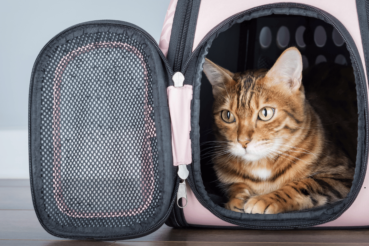 Kot w transporterze pod siedzeniem w samolocie lecącym na Teneryfę